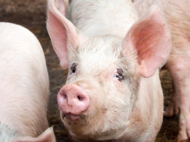W Polsce spadki pogłowia świń (-12,9%) i macior (-17,5%)